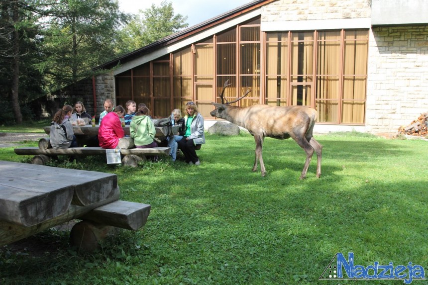 Wycieczka do Zakopanego czyli dialog z jeleniem
